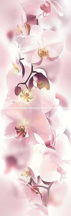     Orchid  P2D135 2060 ( 2- .) 